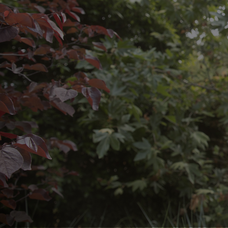 category life with mental a picture of leaves on a tree