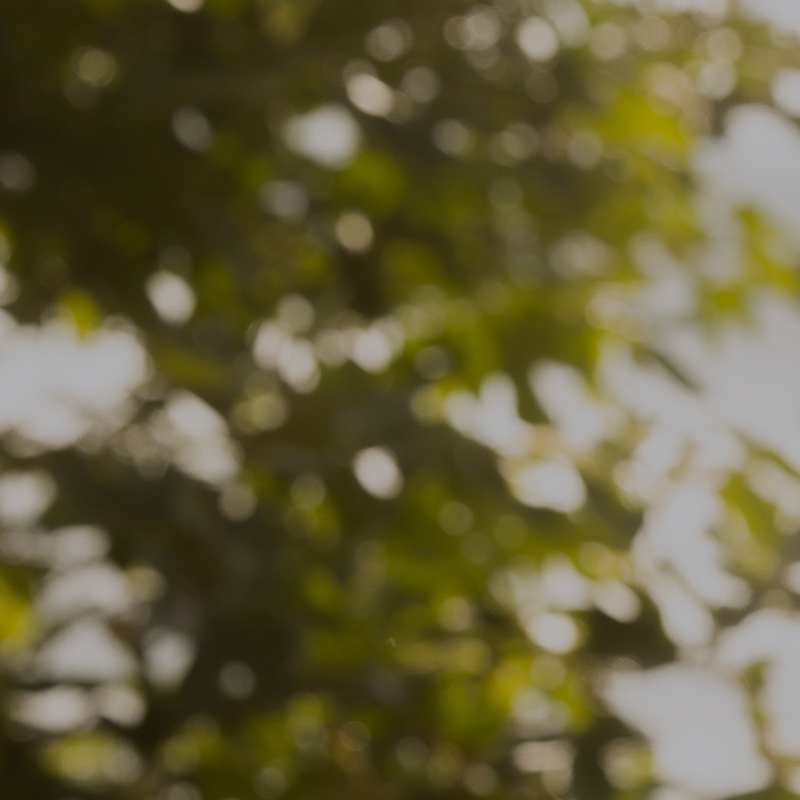 category tile 1c a picture of green leaves